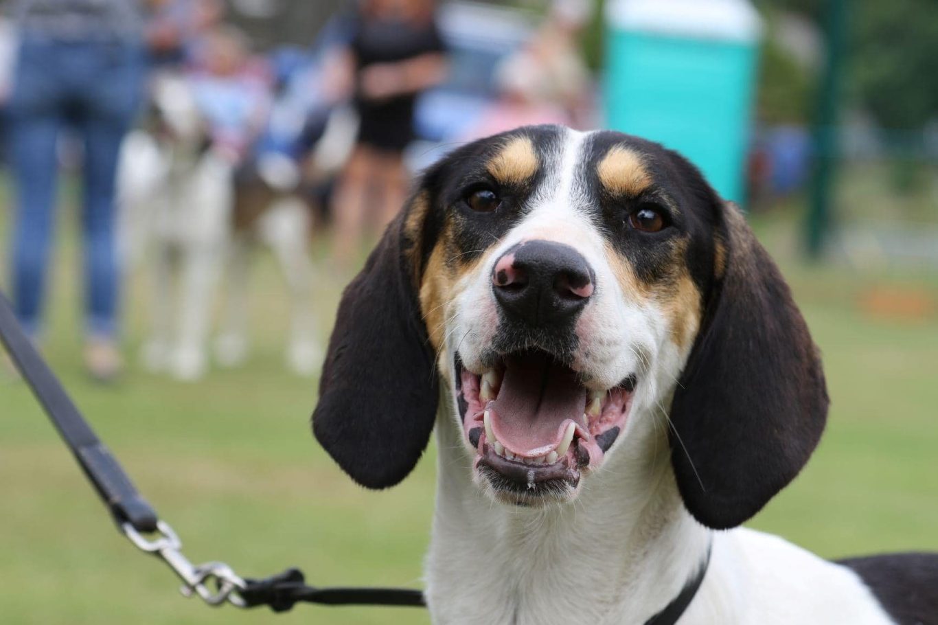 Smiling Foxhound