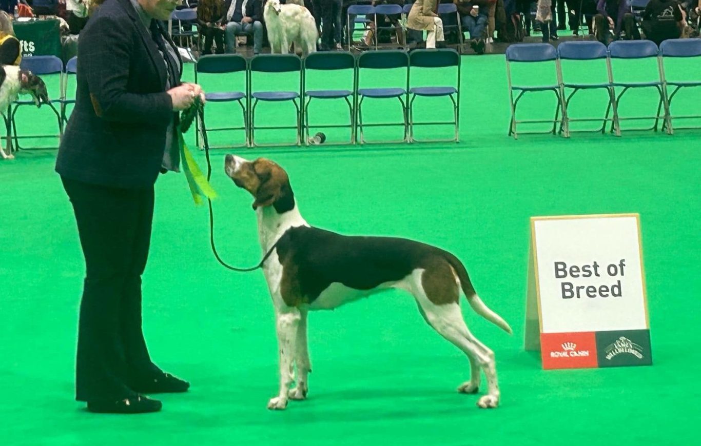 Foxhound at Crufts Best of Breed